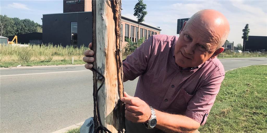 An einer Allee in Dorsten werden 100 Bäume sterben An einer Allee in Dorsten werden 100 Bäume sterben