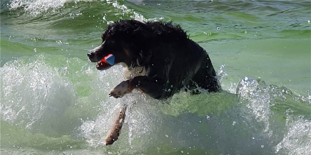 Mit vielen Fotos: Hunderte Hunde erobern das Aquahaus wie im Sturm Das Aqua-Dog-Festival im Aquahaus war ein riesiger Spaß für alle Vierbeiner. Vor allem, wenn die Wellenmaschine angeschmissen wurde.