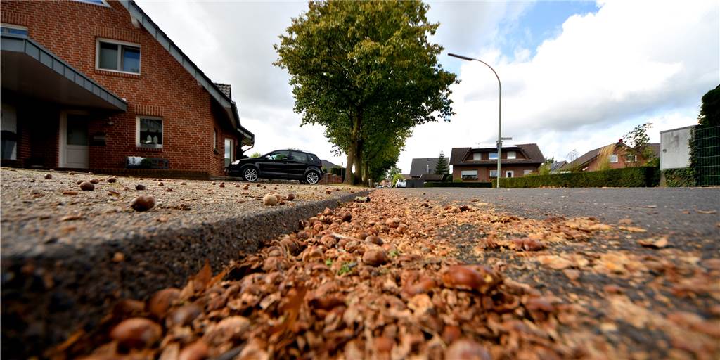 Eichen an der Drosteallee in Südlohn: Abholzen erst mal keine Lösung Viel Laub, viele Eicheln und Wurzeln: Die amerikanischen Eichen sind als Straßenbäume ungeeignet. Aber an der Drosteallee stehen sie. Die Kommunalpolitiker verstehen die Probleme der Anlieger, wollen aber auch nicht gesunde Bäume fällen, wenn es Alternativen gibt.