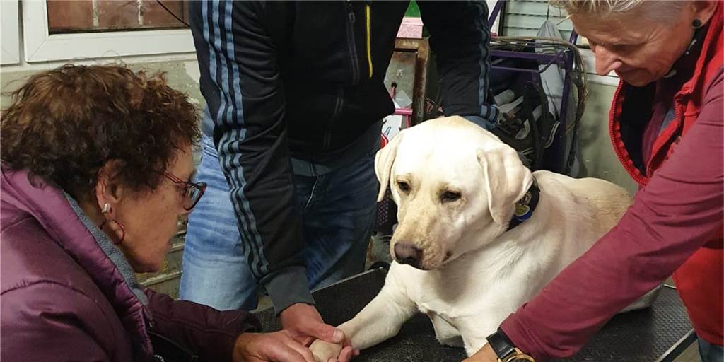 Carmen Hanken hilft Hunden: Labrador Grom läuft endlich wieder rund Carmen Hanken (r.) hat von Freitag (25.9.) bis Sonntag (27.9.) zahlreiche Hunde und Pferde in Somborn behandelt. Der Labrador-Rüde Grom war am Freitagabend mit seinem Herrchen Daniel Otte bei ihr.