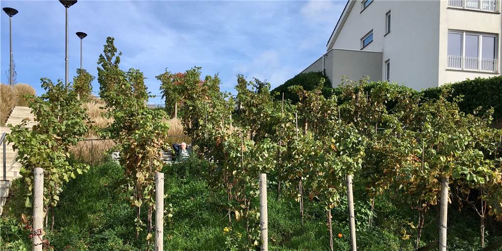 Der kleine Weinberg am Phoenix-See bringt einen guten Ertrag.