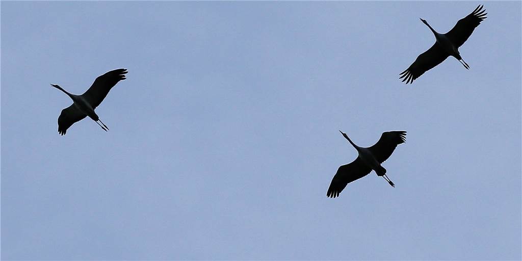 Schauspiel am Himmel: Kraniche ziehen nach Süden Schauspiel am Himmel: Kraniche ziehen nach Süden