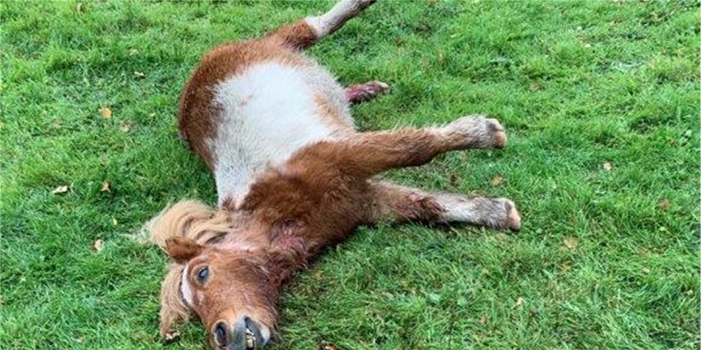 Shetlandpony in Kirchhellen gerissen - „Für mich waren es Wölfe“ Ein Shetlandpony ist in Kirchhellen gerissen worden.