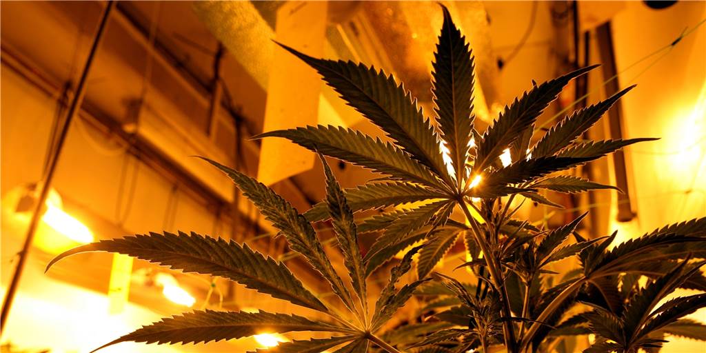 Abgehörte Telefonate und GPS-Sender lassen Drogenplantagen auffliegen Tausende Cannabis-Pflanzen sollen die Angeklagten an verschiedenen Orten angepflanzt haben.