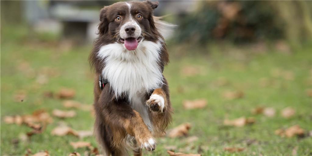 Ein Unbekannter soll präparierte Hundeköder ausgelegt haben.