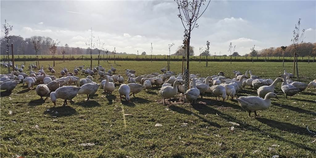 450 Gänse beim Dingebauer: Das Coronavirus ist auch ein Bauern-Problem Über 450 Gänse stehen auf den Wiesen rund um den Hof Dingebauer in Deininghausen.