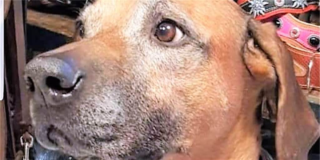 Alles für Hund und Halter: „Endlich mal was Neues auf dem Markt“ Die Ledermanufaktur Lutz Insel hat die Dortmunder Wochenmärkte für sich entdeckt. Natürlich trägt auch Hund Jabali, ein Rhodesian Ridgeback, die Halsbänder aus eigener Herstellung.