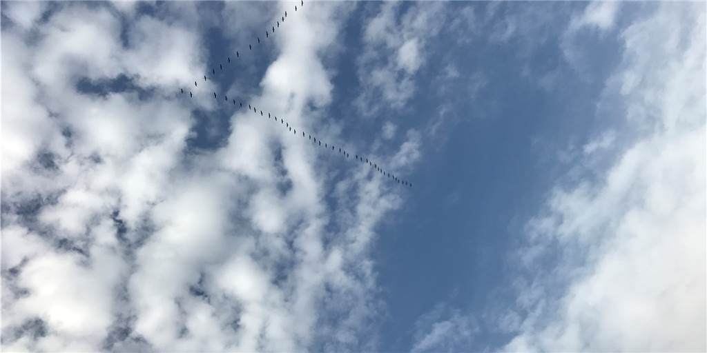 Tausende Kraniche fliegen mit bis zu 70 Stundenkilometern nach Süden Kraniche fliegen über das Ruhr-Nachrichten-Medienhaus in Lünen gen Süden.