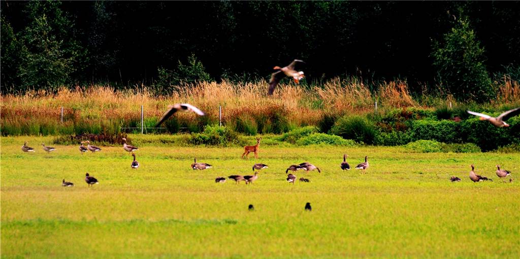 Trockenes Zwillbrocker Venn: Jetzt wird erst einmal Schlamm ausgehoben Die Gänse tummeln sich im Zwillbrocker Venn – und auch ein Reh steht dort mittendrin im See, der nicht mehr als solcher zu erkennen ist. Auswege aus der Trockenheit soll jetzt ein Gutachten aufzeigen, das die Biologische Station in Auftrag geben wird.