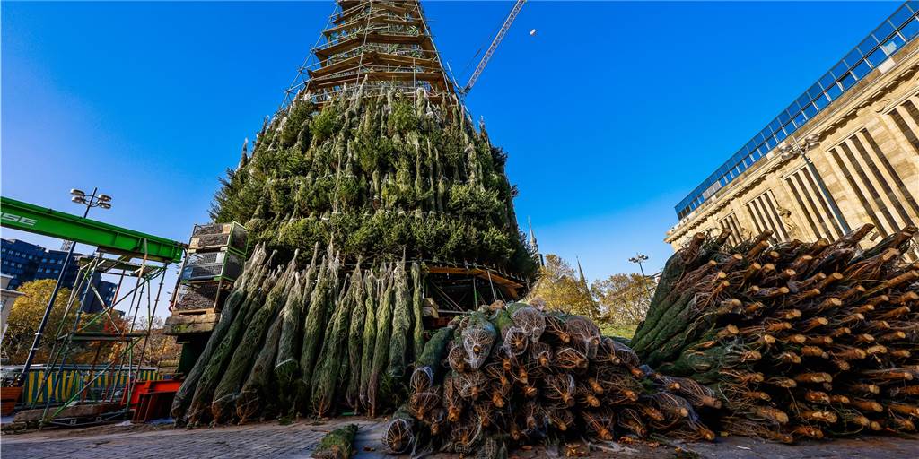 Der Riesen-Weihnachtsbaum auf dem Hansaplatz wird zurückgebaut. Jetzt ist auch klar, was mit den 1700 Rotfichten passiert.