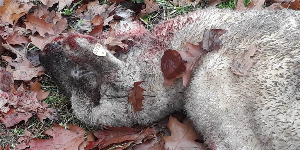 Zehnte Wolfsattacke bei Kurt Opriel - keine einfache Lösung in Sicht Zehnte Wolfsattacke bei Kurt Opriel - keine einfache Lösung in Sicht