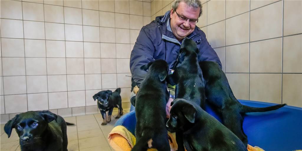 Schwarze Tierheim-Hunde werden wegen ihrer Fellfarbe „diskriminiert“ Peter Hobrecht, Leiter des Dortmunder Tierschutzzentrums, mit einem Wurf dunkler Labradors im Jahr 2016. Auch unter diesen niedlichen Welpen ließen sich die mit helleren Flecken am schnellsten vermitteln.