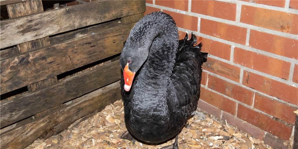 Mutiger Einsatz: Ahauserin rettet jungen Schwan vor Tod durch Angelschnur Der städtische Bauhof hat für den geretteten Schwan extra einen kleinen Bereich hergerichtet, um den Vogel nach dem Vorfall aufzupäppeln.
