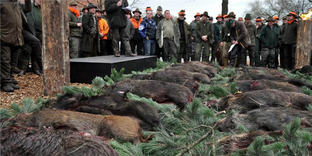 In der Haard wird mit Sondergenehmigung Jagd auf Wildschweine gemacht In der Haard wird mit Sondergenehmigung Jagd auf Wildschweine gemacht