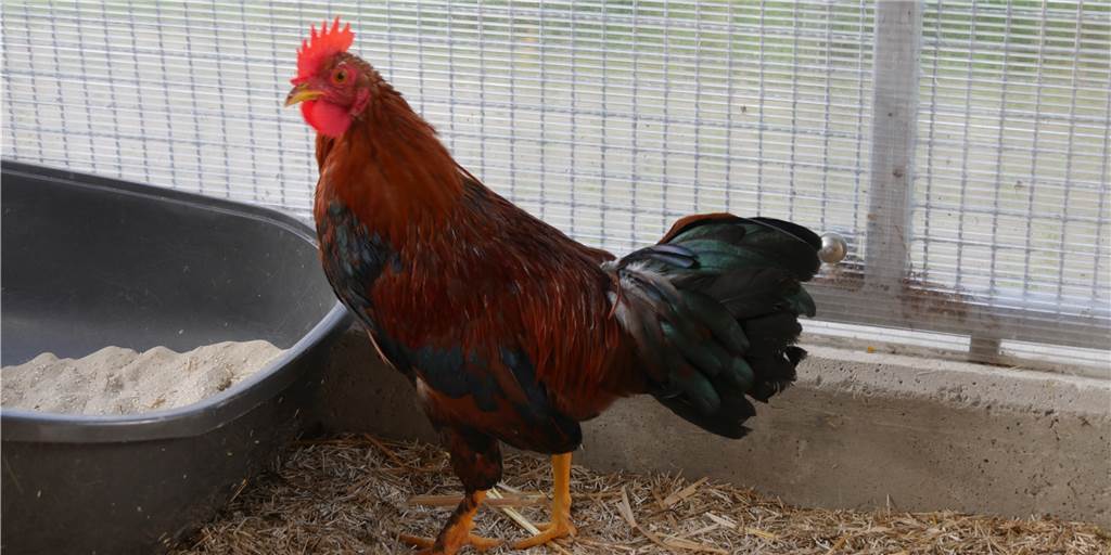 Dortmunder Tierheim macht überraschende Entdeckung Junghahn Till kam wie Kai aus der Kiste.