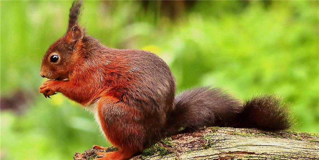 Tipps gegen die Lockdown-Langeweile: Natur erleben im Dortmunder Westen Auf den Touren, die das Ehepaar Ostermann zusammengestellt hat, trifft man zahlreiche Tiere an.