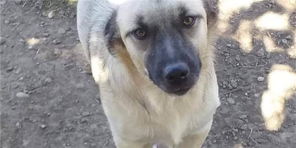 Angsthund Rudi entlaufen: Hunderte Menschen suchen seit sechs Wochen Das ist Rudi. Das Foto macht glauben, es sei ein großer Hund. Dabei misst das in Lünen-Brambauer entlaufene Tier nur 30 bis 35 Zentimeter.