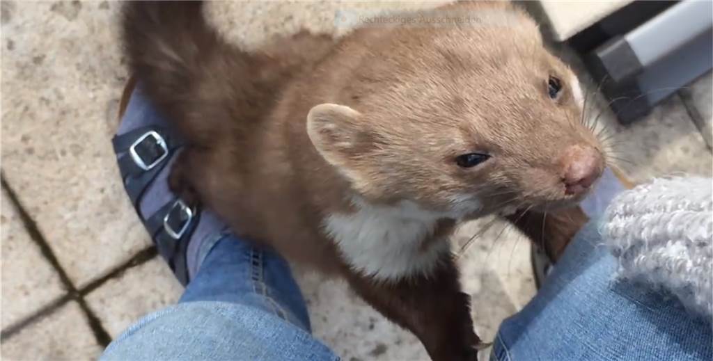 Nach totem Fuchs in Siedlung: Krasses Video über das Verhalten eines Wildtieres Alles andere als ein „Wildtier-Verhalten“ legt dieser Marder in einem Video aus einem Garten im Dortmunder Süden an den Tag.