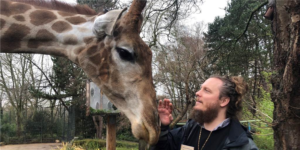 Besucher vermisst – Dortmunder Zoobewohner sind tierisch allein Zoo-Giraffe Zikomo nimmt die Aufmerksamkeit von Zoolotse Marcel Stawinoga gern an.