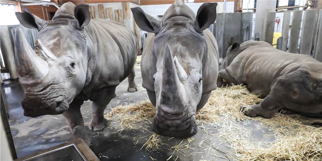 Im Video: Ein Corona-Besuch bei Willi und Co im Dortmunder Zoo Die Nashörner im Dortmunder Zoo, hier ein Bild von Anfang 2019, kommen mit dem Mangel an Besuchern ganz gut klar.