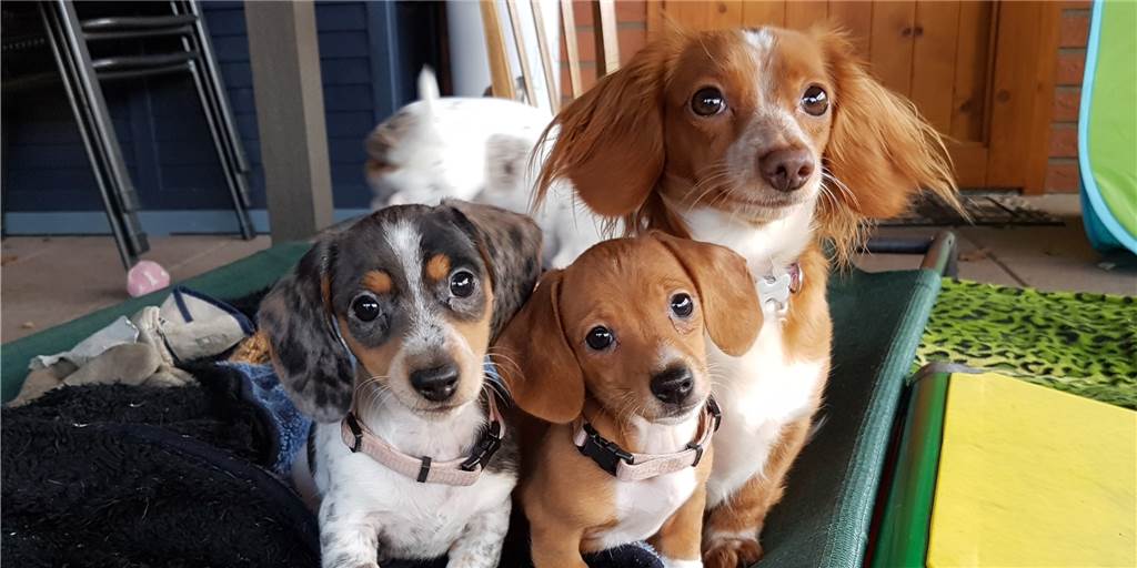 Der Wunsch nach einem Hundewelpen: Menschen sind „im Kaufrausch“ Die Dorstenerin Claudia Hennecke züchtet bunte Dackel. Zu Weihnachten vermittelt sie grundsätzlich keine Welpen. Für den Wurf im Frühjahr hat sie schon 100 Anfragen.