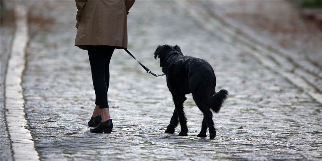 Hundesteuer in Ahaus steigt um 28 Prozent – aber nicht für alle In Ahaus wird die Hundesteuer erhöht. Jagdhunde und Hunde aus dem Tierheim aber werden günstiger.
