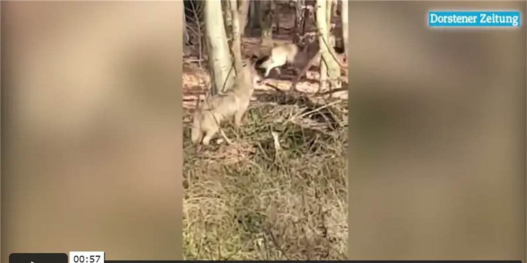 Wolfsgebiet: Jäger begegnet beiden Wölfen und macht ein Video Beide Wölfe aus dem Wolfsgebiet Schermbeck hat ein Jäger vermutlich am 5. Dezember in der Nähe des Flugplatzes Schwarze Heide gefilmt.