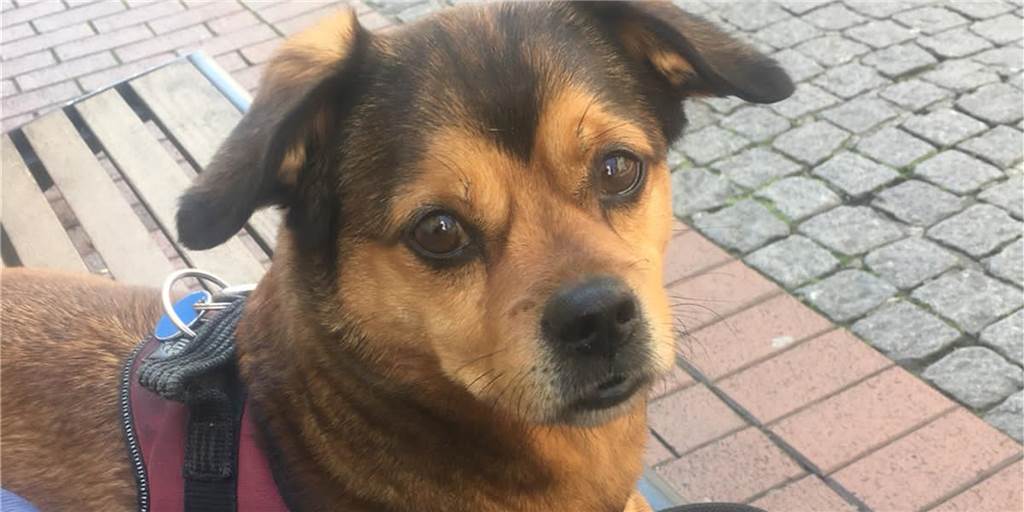 Familienhund „Waldi“ aus Hörde gestohlen: Hundesuchhilfe Schwerte ist im Einsatz Waldi lebt schon seit acht Jahren bei seiner Familie in Hörde und ist sehr zutraulich. Wahrscheinlich wurde er gestohlen, die Familie hat deswegen bereits Anzeige erstattet.