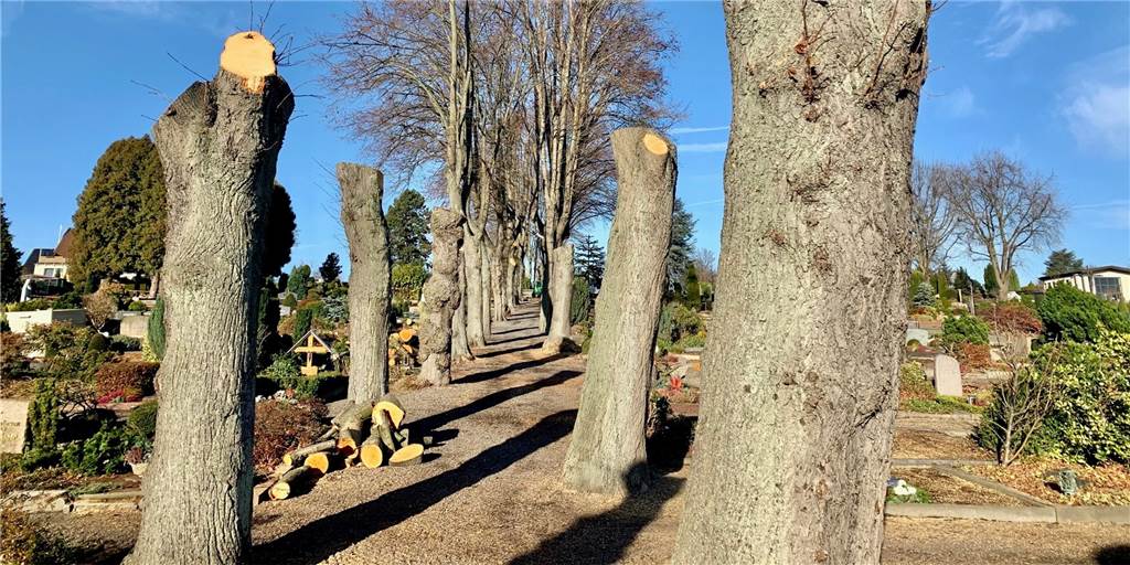Aufregung nach Baumarbeiten auf dem Katholischen Friedhof Aufregung nach Baumarbeiten auf dem Katholischen Friedhof