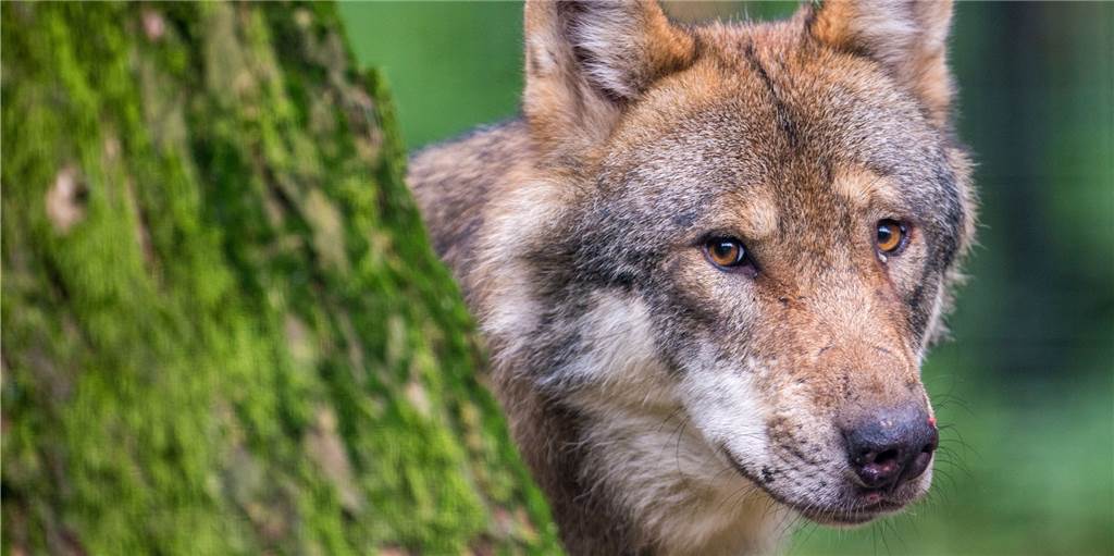Problemwölfin ist Mutter geworden - und soll abgeschossen werden Die Schermbecker FDP forderte die Entnahme der "Problemwölfin". Der Rat schloss sich an, mit einer Resolution die beteiligten Behörden aufzufordern, Wölfin Gloria aus dem Wolfsgebiet Schermbeck zu entnehmen.