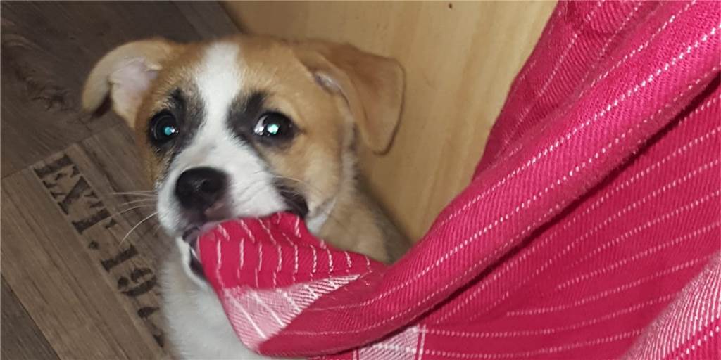 Sweety, der in Derne misshandelte Hundewelpe, beginnt langsam, seine Umgebung zu erkunden