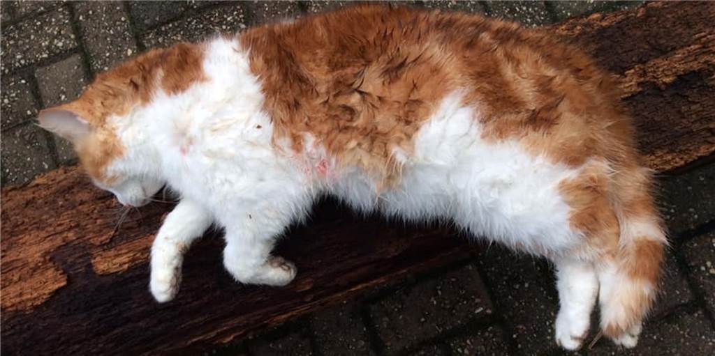 Familienkater Pumuckl wurde auf Privatgelände in Legden erschossen Familienkater Pumuckl wurde nur drei Jahre alt. Er wurde erschossen.