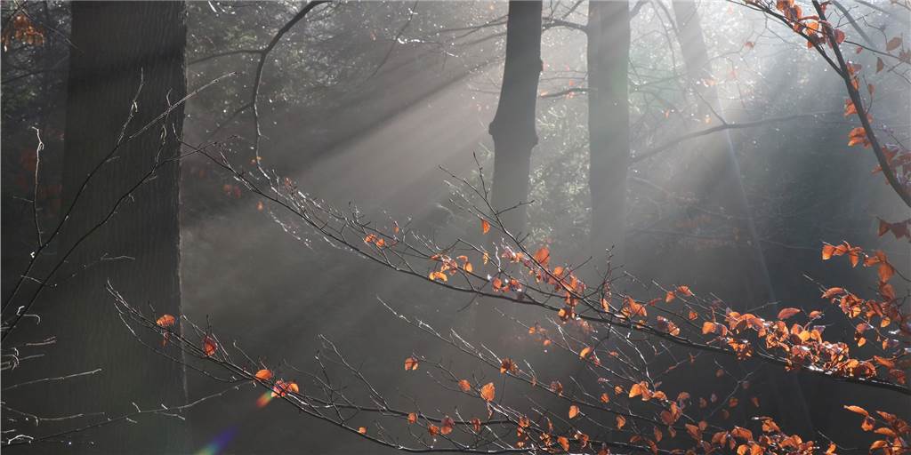 Wer den Wald im Winter erwandert, wird belohnt Wenn die Sonne so wie hier durch die Äste scheint, versteht man, warum Försterin Andrea Balke es liebt, im Wald unterwegs zu sein.