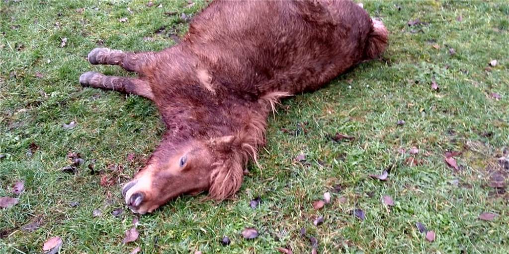 Wolfsgebiet: Bürgerforum bittet nach Pony-Riss Armin Laschet um Hilfe Das siebenjährige Shetlandpony "Ella" ist in Hünxe gerissen worden. Die Besitzer vermuten, dass mehrere Wölfe beteiligt waren.