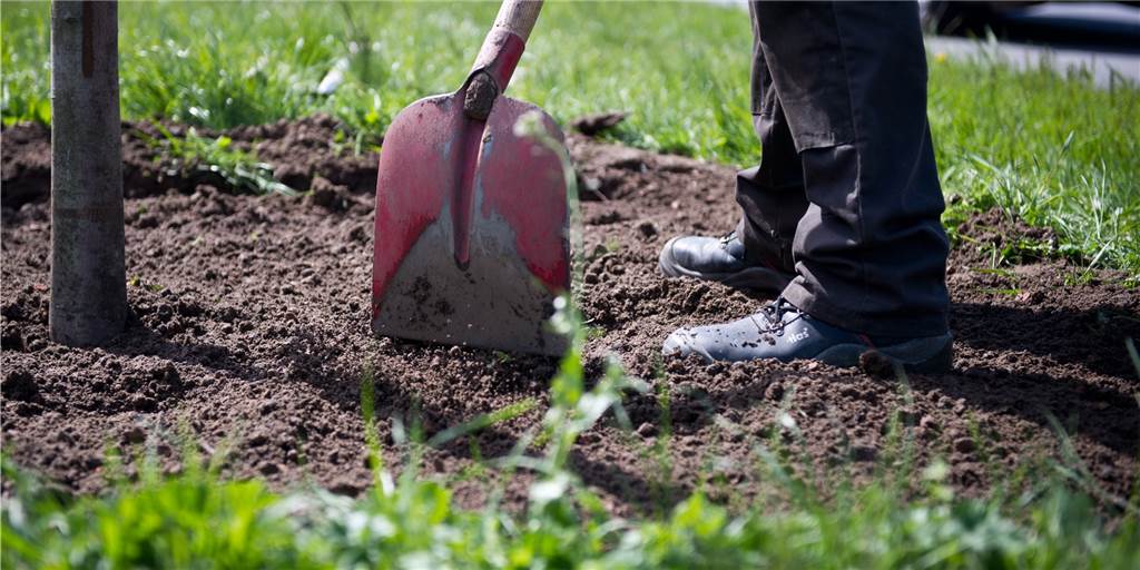 Neue Bäume: Gemeinde sahnt mit Förderantrag sechsstellige Summe ab Neue Bäume: Gemeinde sahnt mit Förderantrag sechsstellige Summe ab