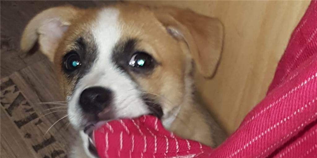 Gerücht: Tierquäler-Familie soll bereits einen neuen Hund haben Der Hund „Sweety“ soll von mehreren Kindern als Fußball missbraucht worden sein. Angeblich hat die Familie, in der das geschah, schon wieder einen neuen Hund.