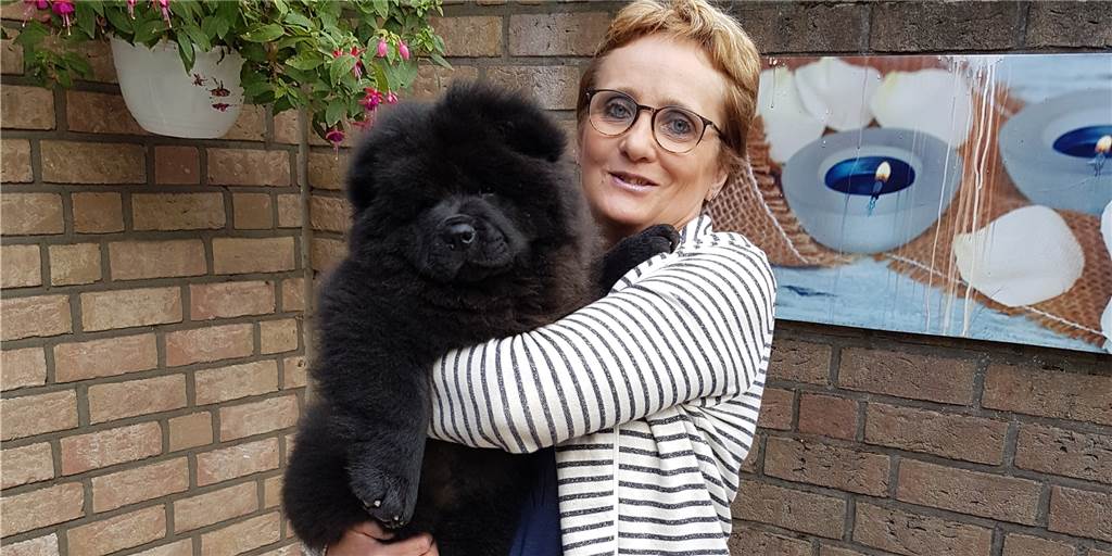 Hundezüchter in Ahaus: Zehnmal so viele Welpen-Anfragen wie vor Corona Jacqueline Stegehuis züchtet Chow Chows in Alstätte.