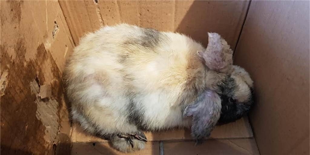 Verwahrlostes und schwer verletztes Kaninchen auf Parkplatz ausgesetzt So wurde das Kaninchen auf einem Parkplatz gefunden: schwer verletzt und völlig verwahrlost.