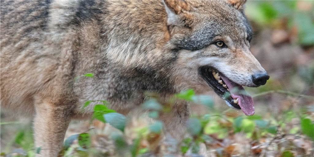 AG Wolf fürchtet Eskalation durch einen weiteren Wurf Welpen AG Wolf fürchtet Eskalation durch einen weiteren Wurf Welpen