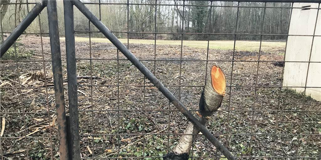 Projektleiter über Dingen-Pläne: Es soll kein Gebiet für Millionäre werden An der Schieferbergstraße in Dingen soll ein Baugebiet mit 40 Wohneinheiten entstehen. Über den Jahreswechsel wurden dort Sträucher gerodet. Früher war hier Schacht 3/4 der Zeche Graf Schwerin.