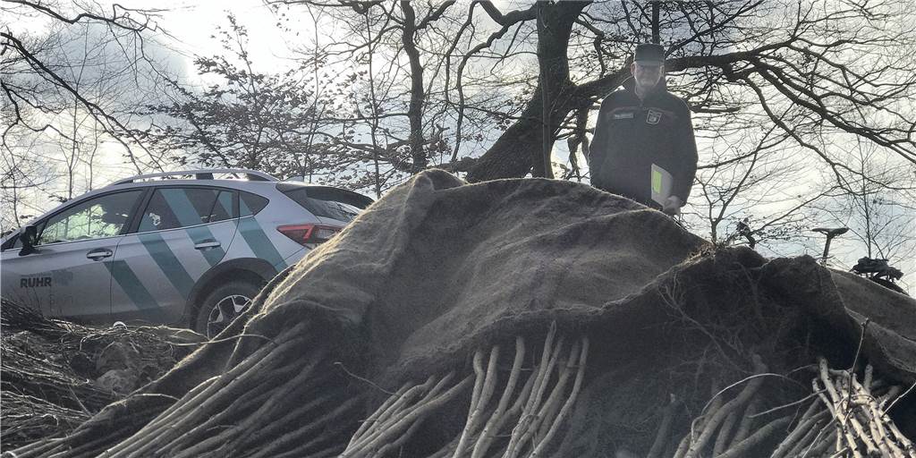 „Der ganze Wald wird sterben!“ 12.000 neue Bäume sollen Grutholz retten Matthias Klar betrachtet die jungen Bäume, die im Grutholz eingesetzt werden, um den Wald zu retten. Der Förster sicherte sich 18.000 Jungpflanzen bei der Aktion "Eine Million Bäume".