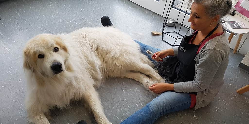 Hunde dürfen zum Friseur – Halternerin macht das glücklich Susanne Werner-Saracevic ist Hundefriseurin in Haltern.