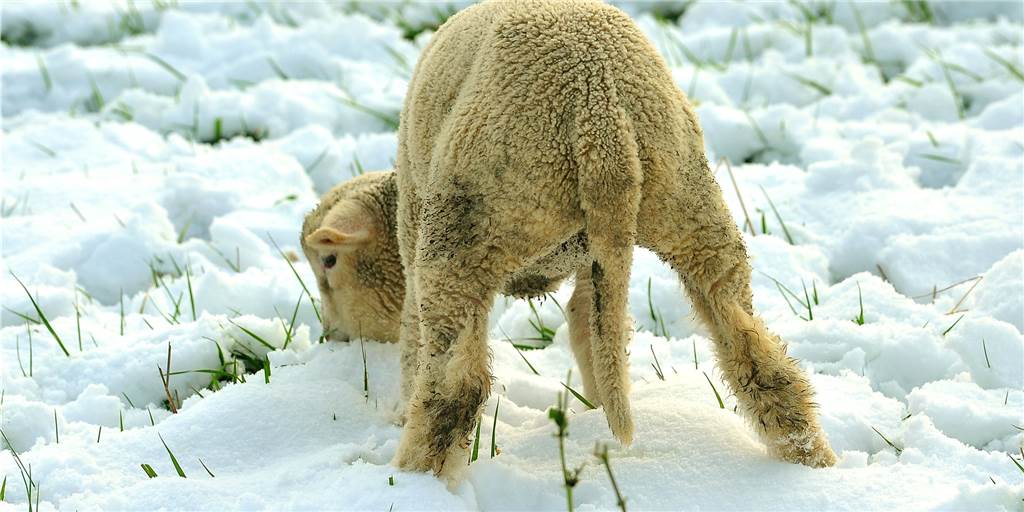 Winter in Schwerte – Schneetiere und Tiere im Schnee Ein Lamm sucht sich etwas zu knabbern unter der Schneedecke.