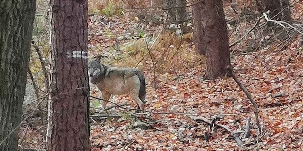 Genetische Tests bestätigen: Wolf tötete zweites Pony Genetische Tests bestätigen: Wolf tötete zweites Pony