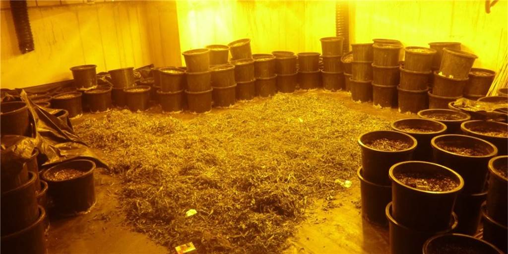 Drogenplantage in Wüllen: Ist Niederländer Drahtzieher oder Handlanger? Originalbild aus dem Haus in Wüllen: Hunderte zerkleinerte Hanfpflanzen liegen zum Trocknen auf dem Boden.