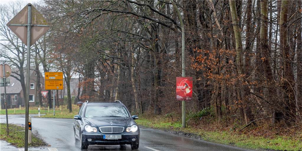 Fällarbeiten an der Otto-Hahn-Straße: Fledermäuse verlieren Brutplätze Um diese Bäume an der Otto-Hahn-Straße geht es. Die größeren Laubbäume an der Straße müssen für einen neuen Radweg weichen.