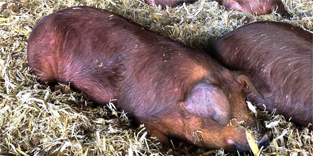 Selmer Landwirt Wiesmann bietet jetzt „Schweine-Leasing“ an Das neue Projekt "Schweine-Leasing" auf dem Hof Wiesmann ist gestartet.