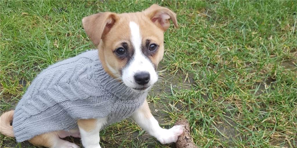 Nach Missbrauch als Fußball: Dem Hundewelpen Sweety geht es schlecht Der Hundewelpe Sweety ist in Derne als Fußball missbraucht worden. Nach seiner Rettung durch die Tierschutzorganisation Arche 90 geht es ihm jedoch noch immer nicht gut.