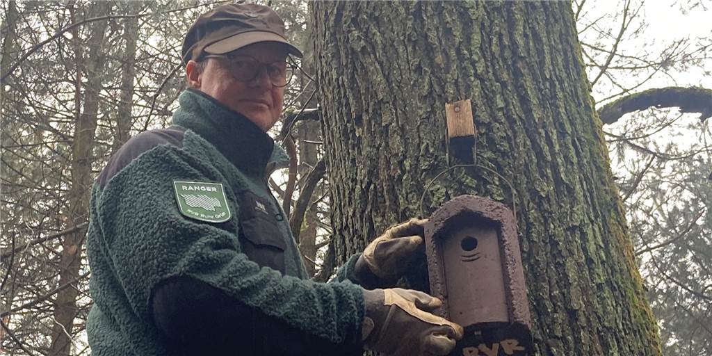 Waldschutz in der Haard: RVR-Ranger bringen restaurierte Nistkästen an RVR-Ranger Jürgen Grewer beim Anbringen einer Nisthilfe.