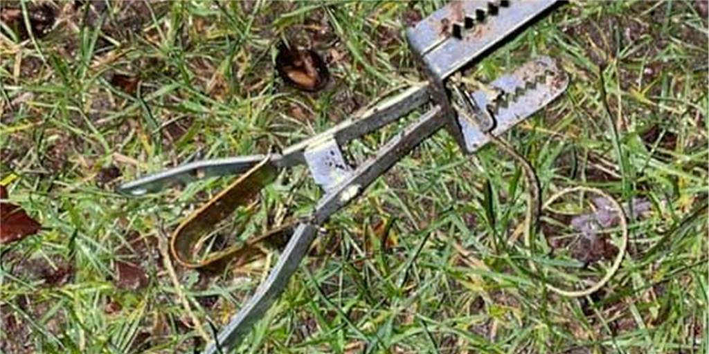 Unbekannte legen Zangenfalle im Schlossgarten aus – wütende Reaktionen Diese Zangenfalle will ein Ahauser am Mittwochabend im Schlossgarten gefunden haben. Bei Facebook warnte er davor – und löste jede Menge Reaktionen aus.